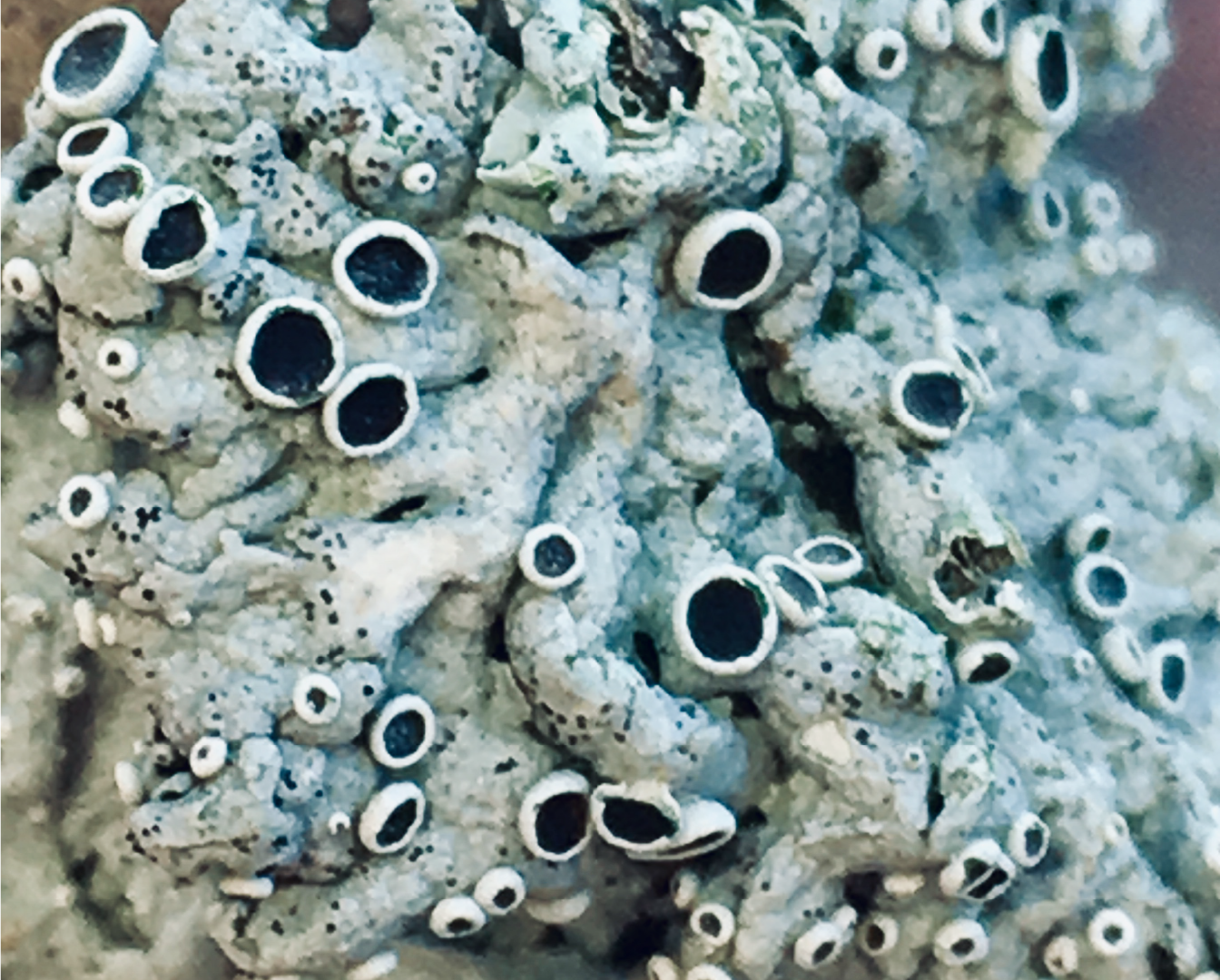 Lichen